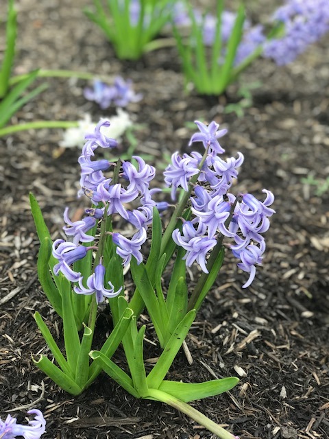Purple hyacinths blooming in garden soil