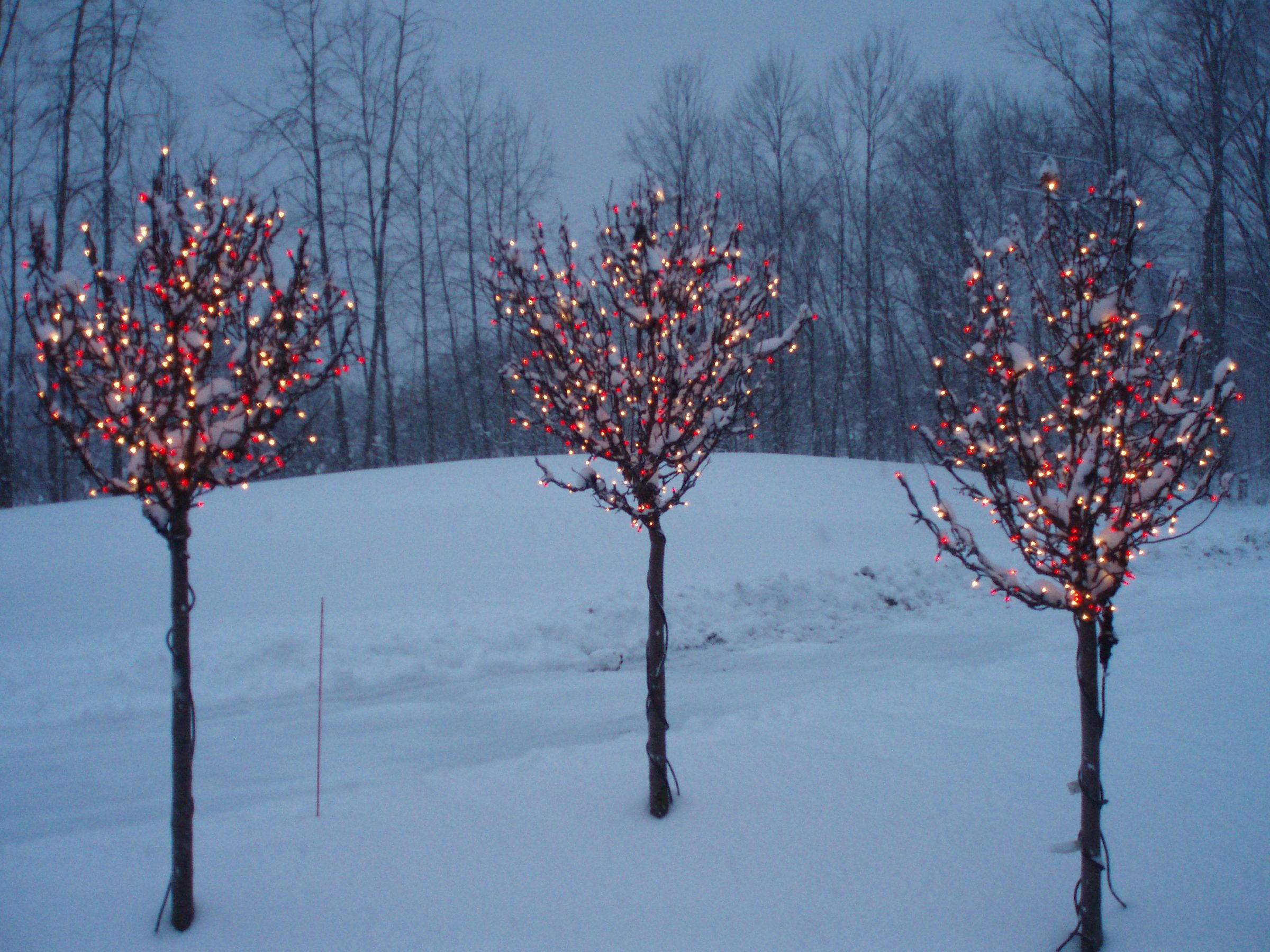 Trees with Christmas lights in snowy landscape.