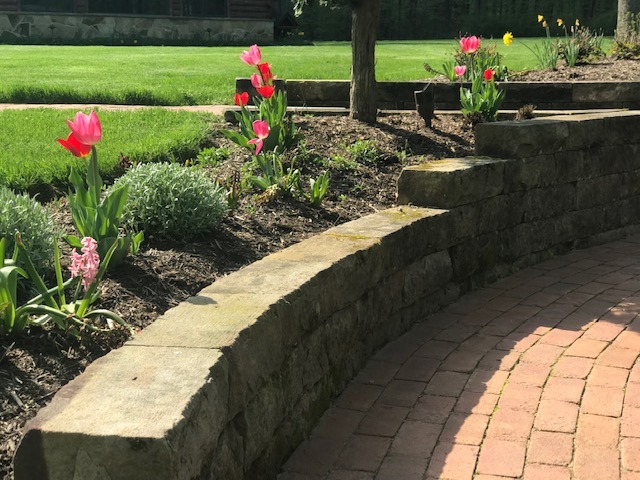 Tulips blooming along brick garden path.