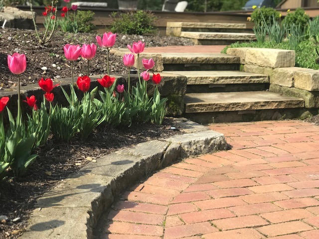 Colorful tulips alongside stone garden steps