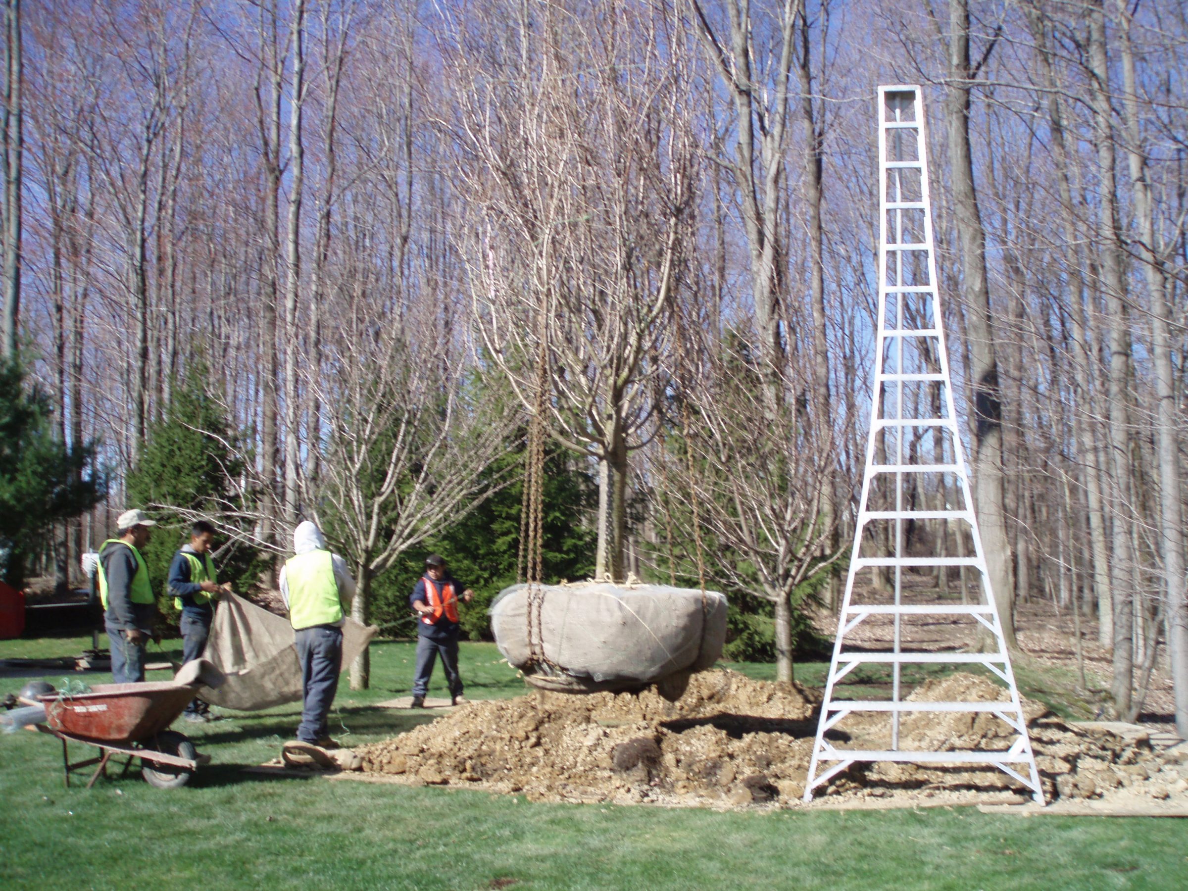 Workers planting large tree with ladder nearby.