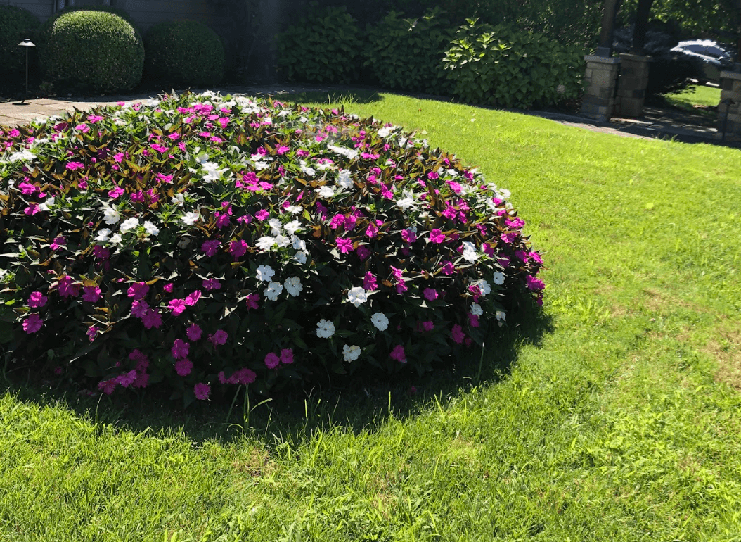 Vibrant flowerbed in a sunny garden.