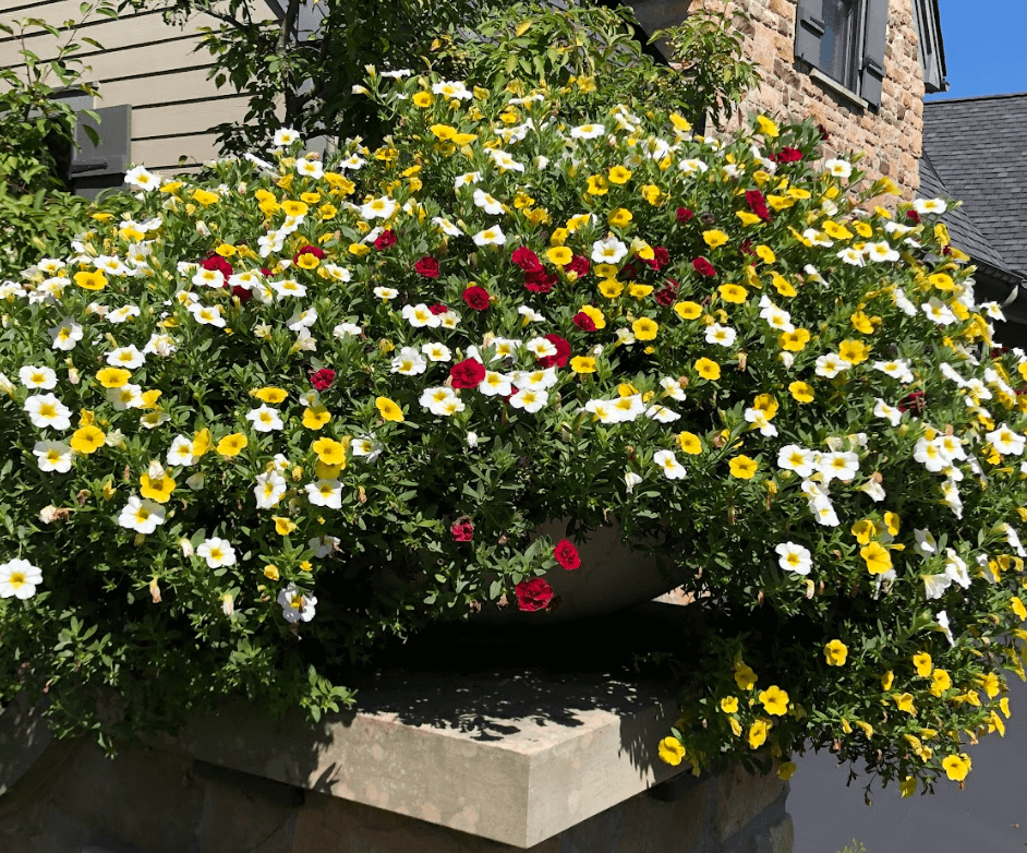 Colorful flowers in a large outdoor planter