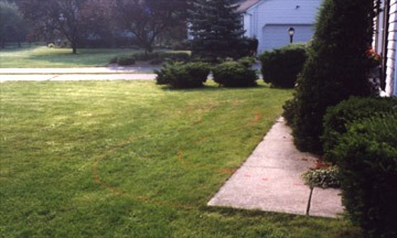 Suburban lawn with walkway and bushes