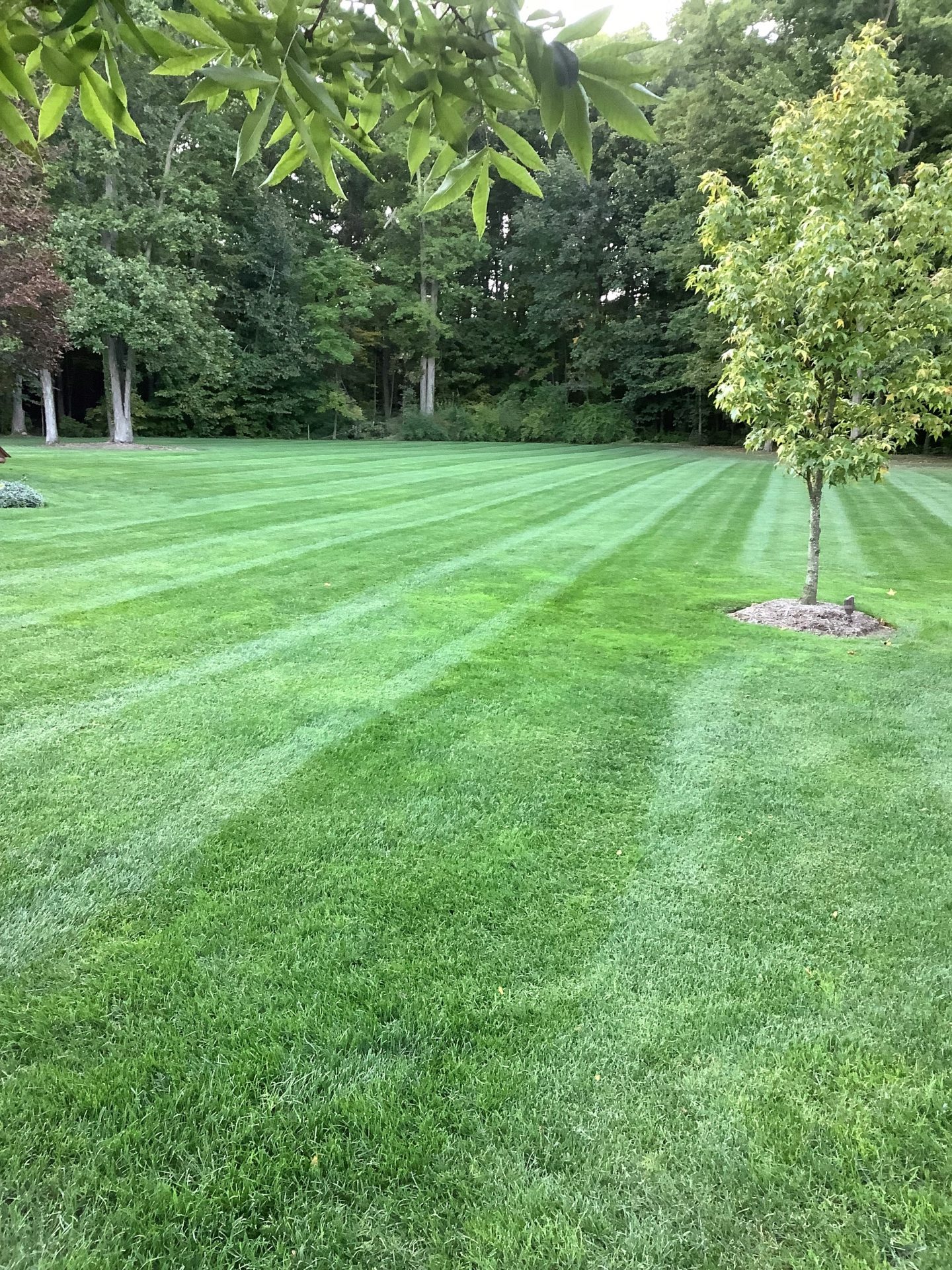 Lush green lawn with trees in background