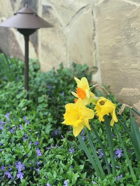 Yellow daffodils and violets beside a garden lamp.
