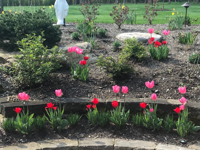Garden with pink and red tulips