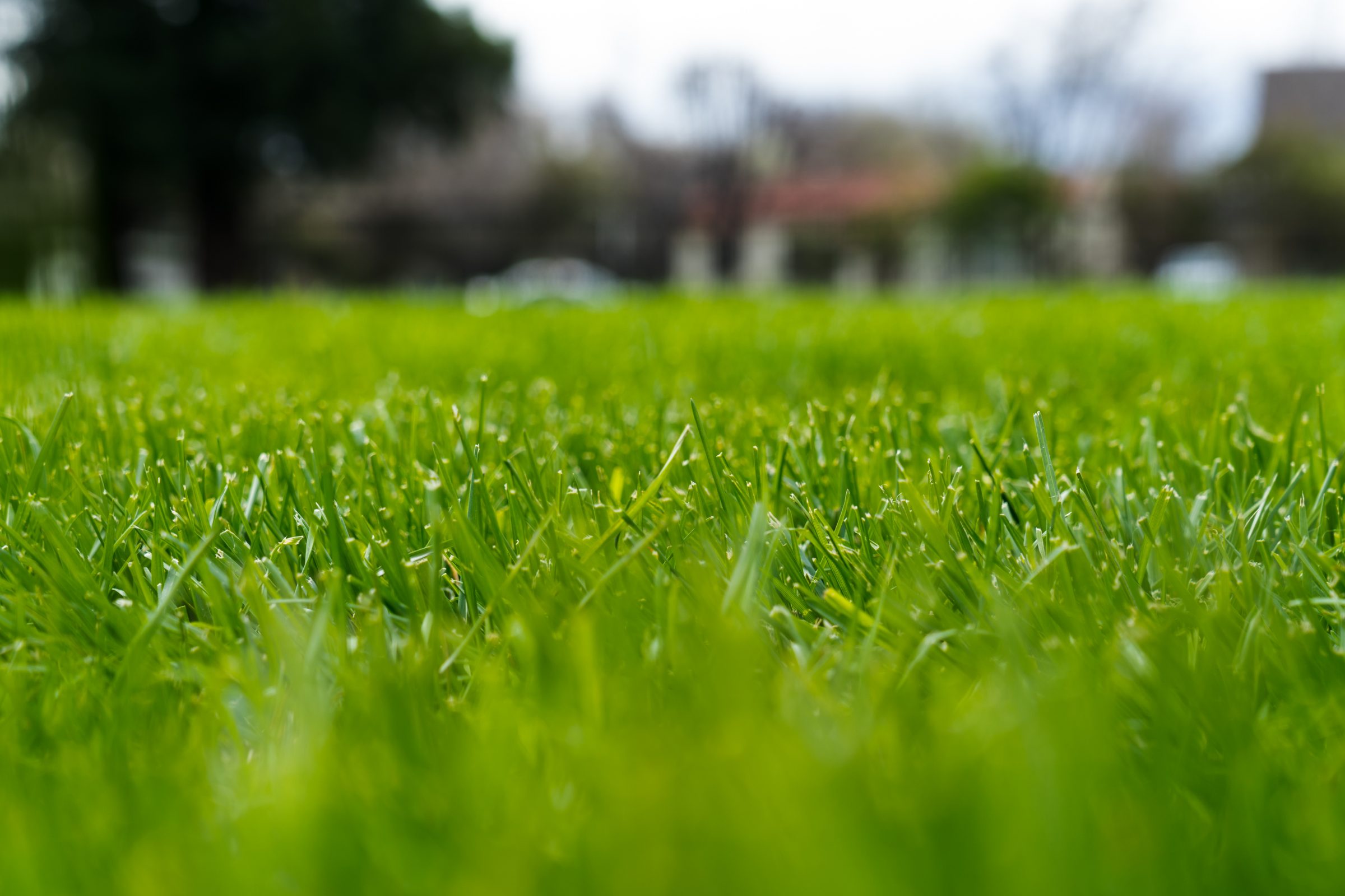 Close-up of green grass with blurred background.