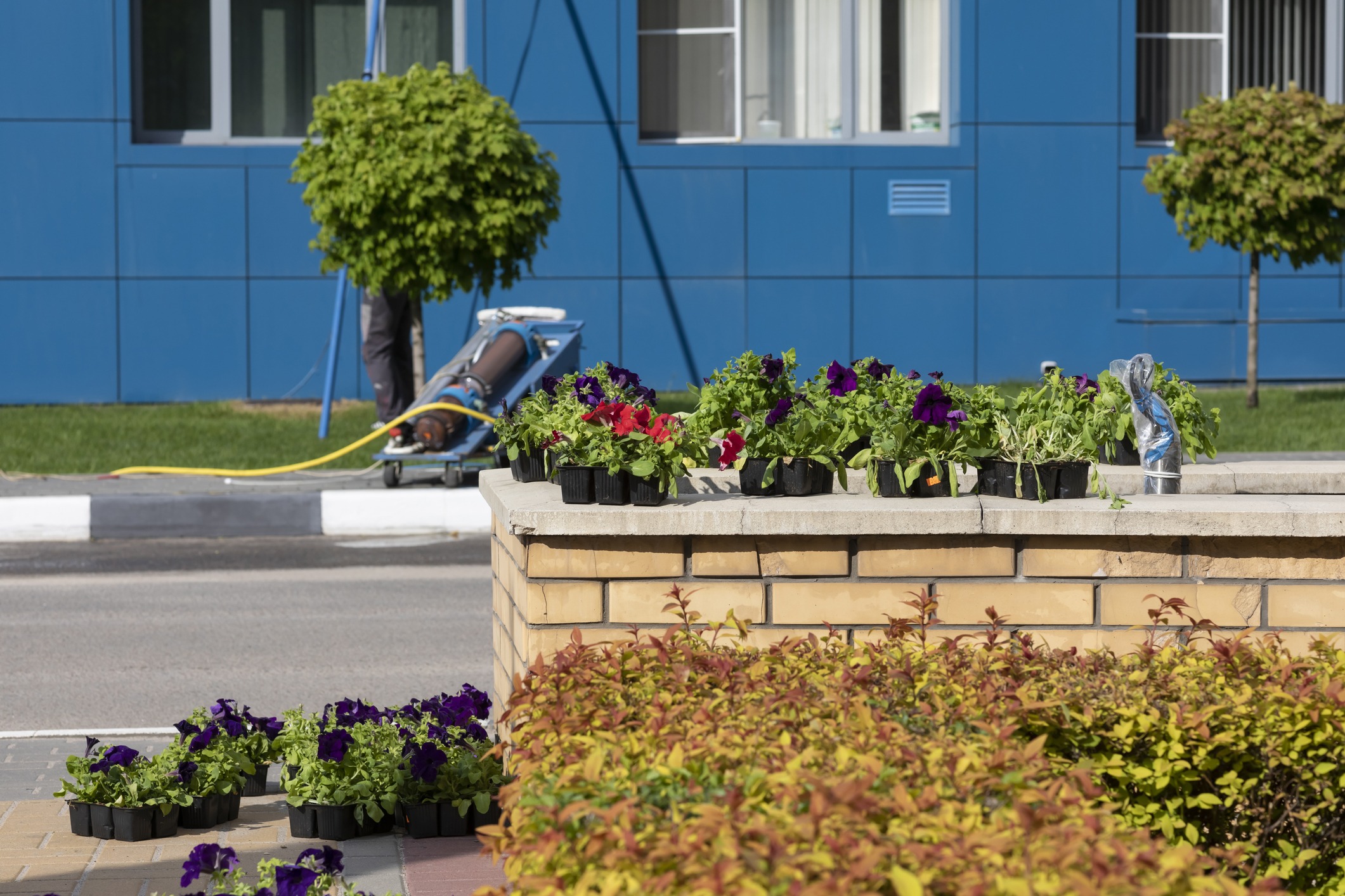 Colorful flowers in pots by blue building.