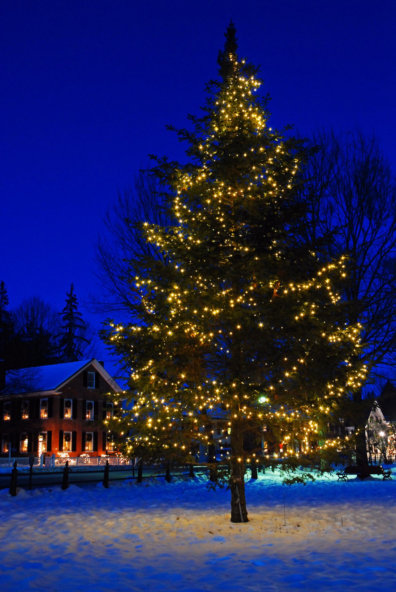 Christmas tree with lights in snowy yard.