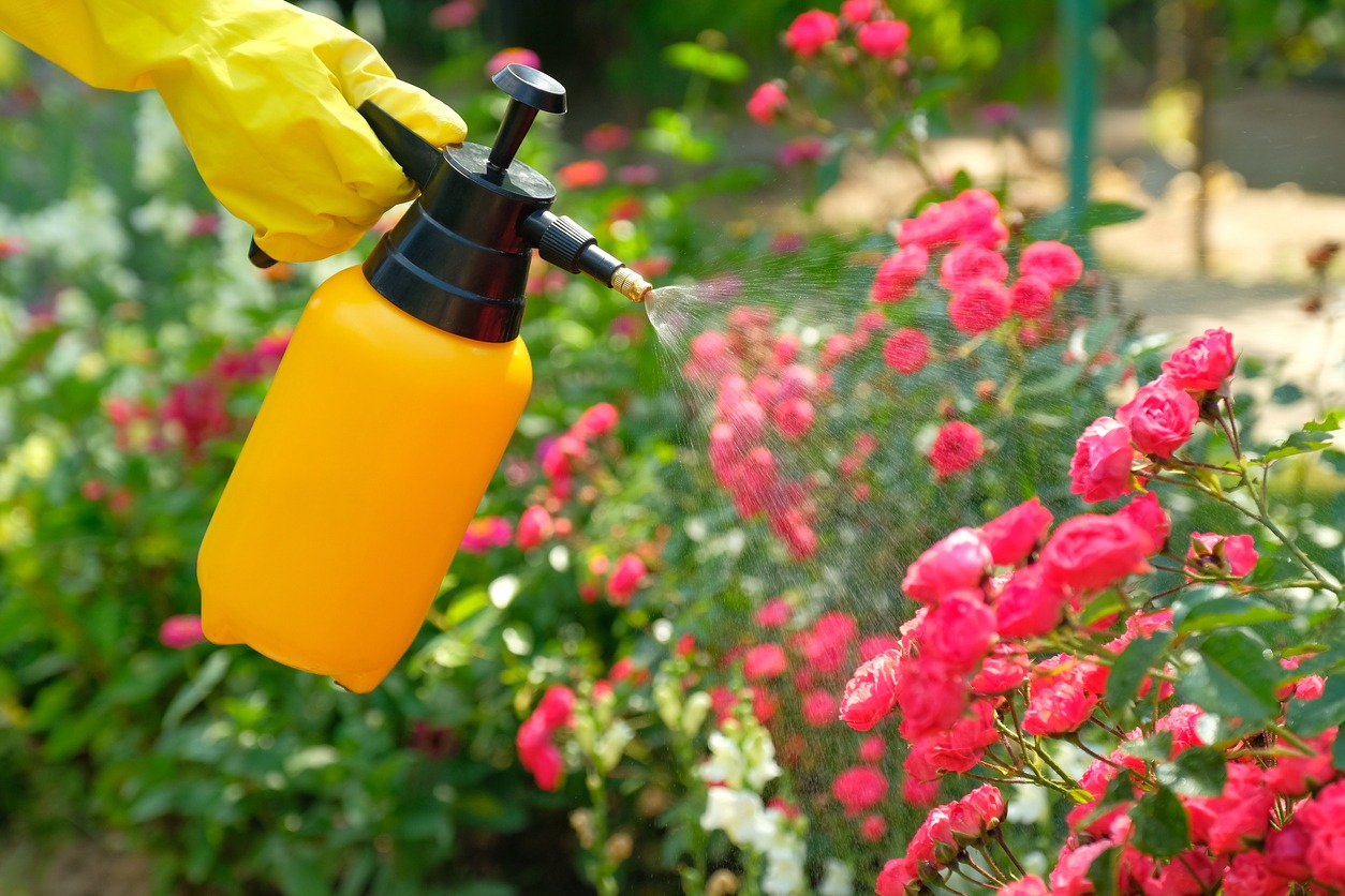 Spraying roses with yellow garden sprayer.