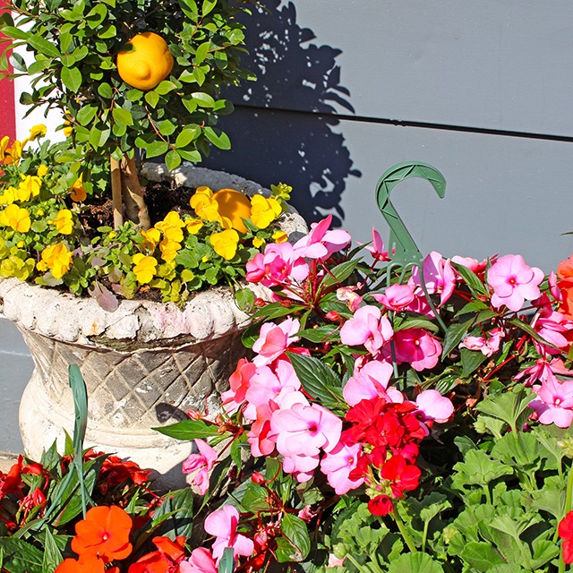 Vibrant flowers in decorative garden pot
