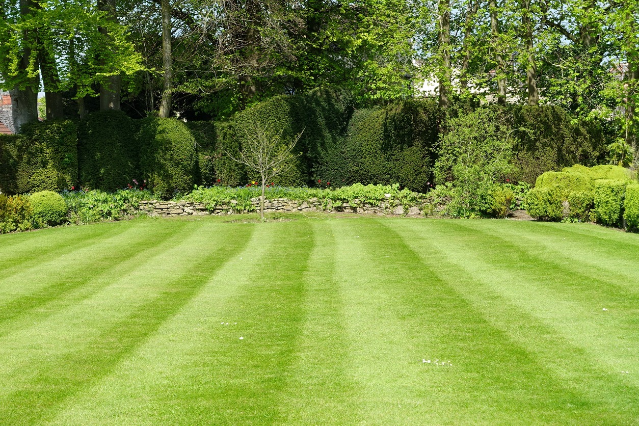 Lush green lawn with trees and hedges