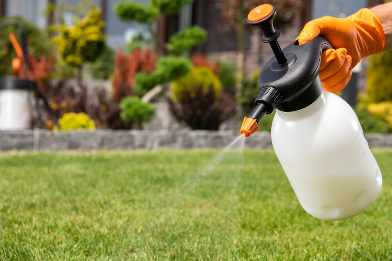 Gardener spraying lawn with garden sprayer