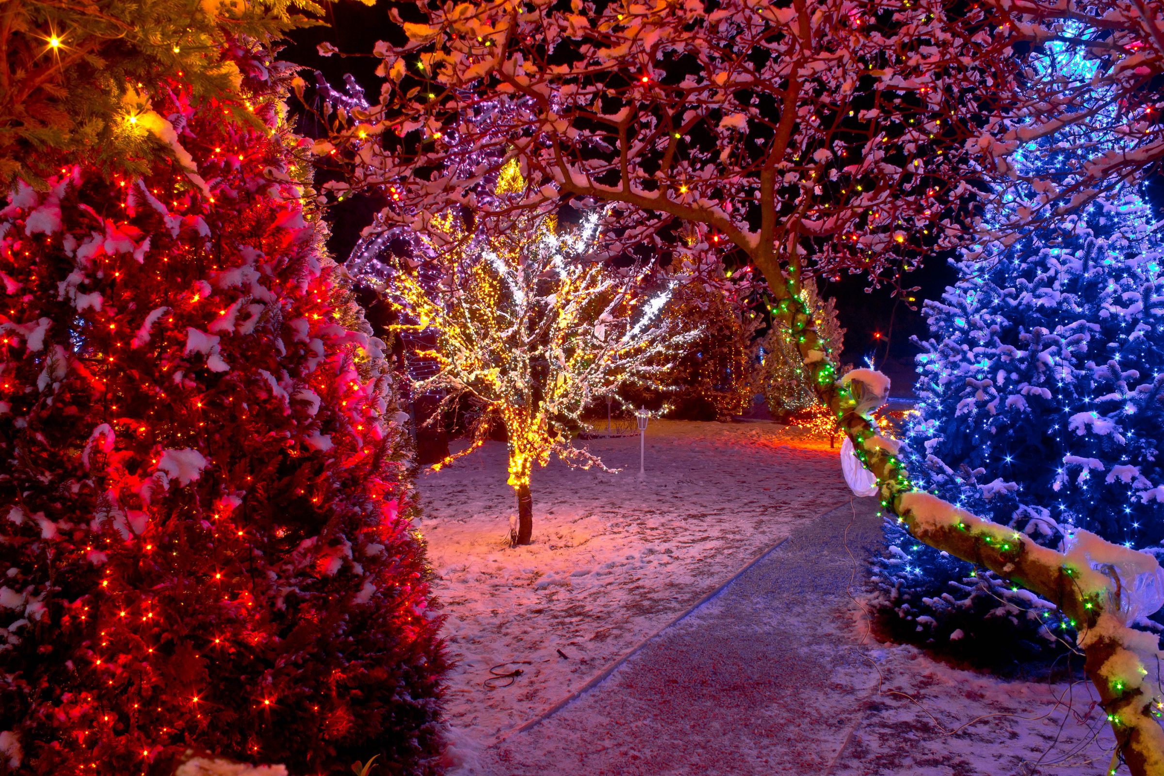 Snowy park with colorful Christmas lights on trees.