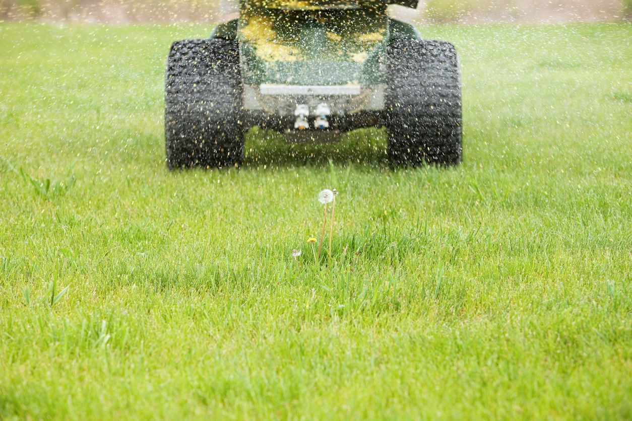 Lawn mower spraying grass seeds on green lawn.