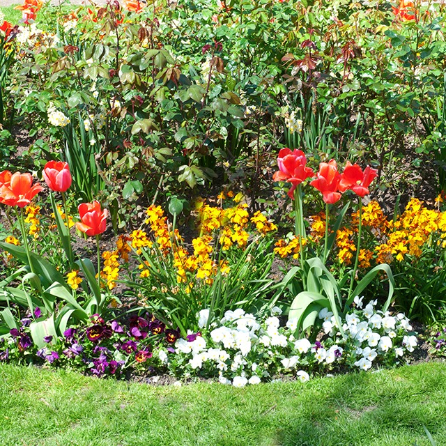 Colorful garden with tulips and assorted flowers