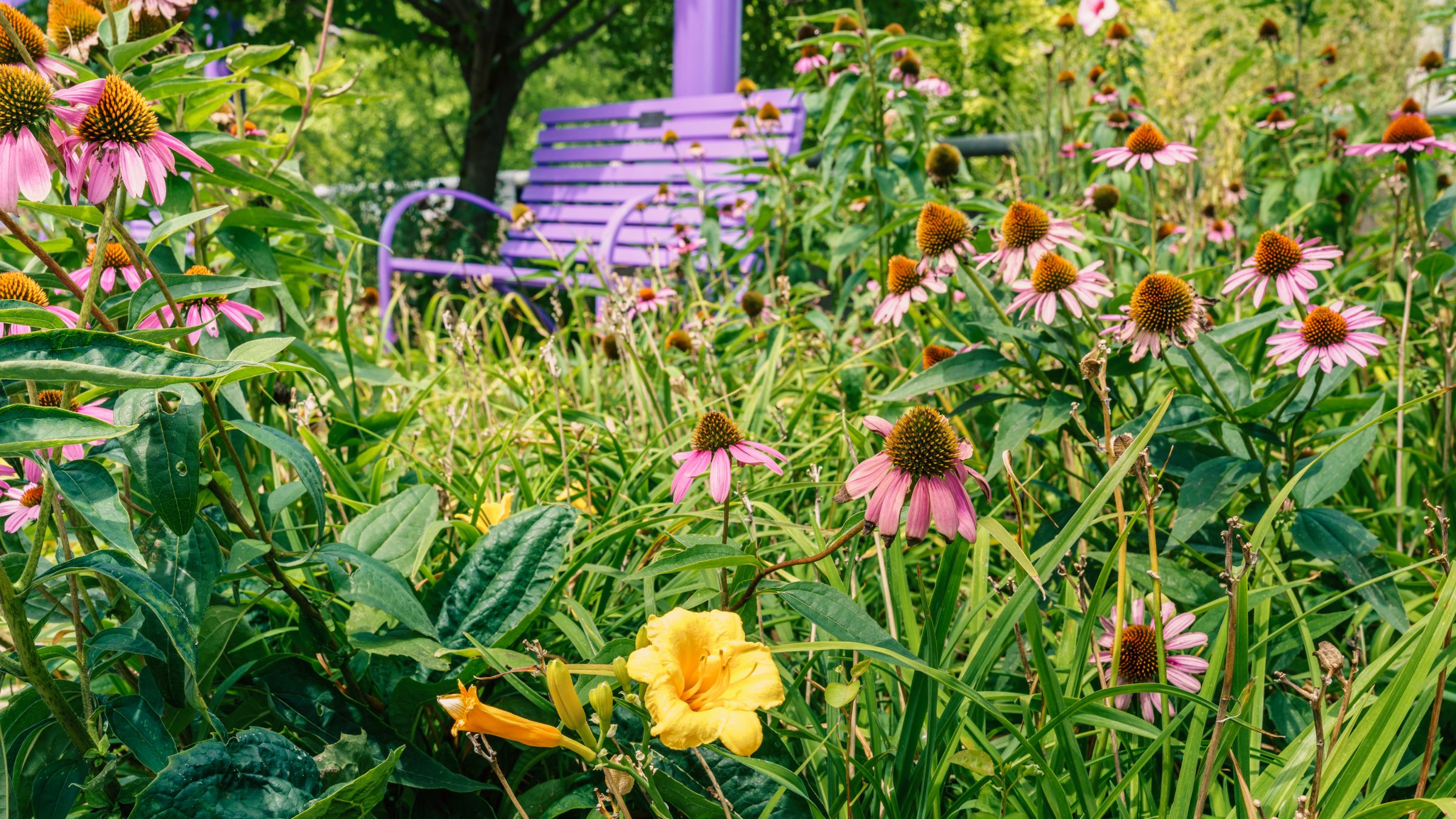 Purple bench surrounded by wildflowers in garden.