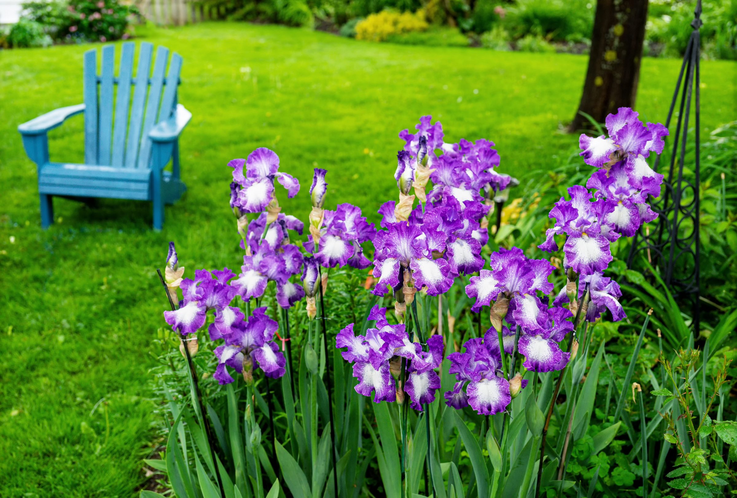 Purple irises in a green garden setting.