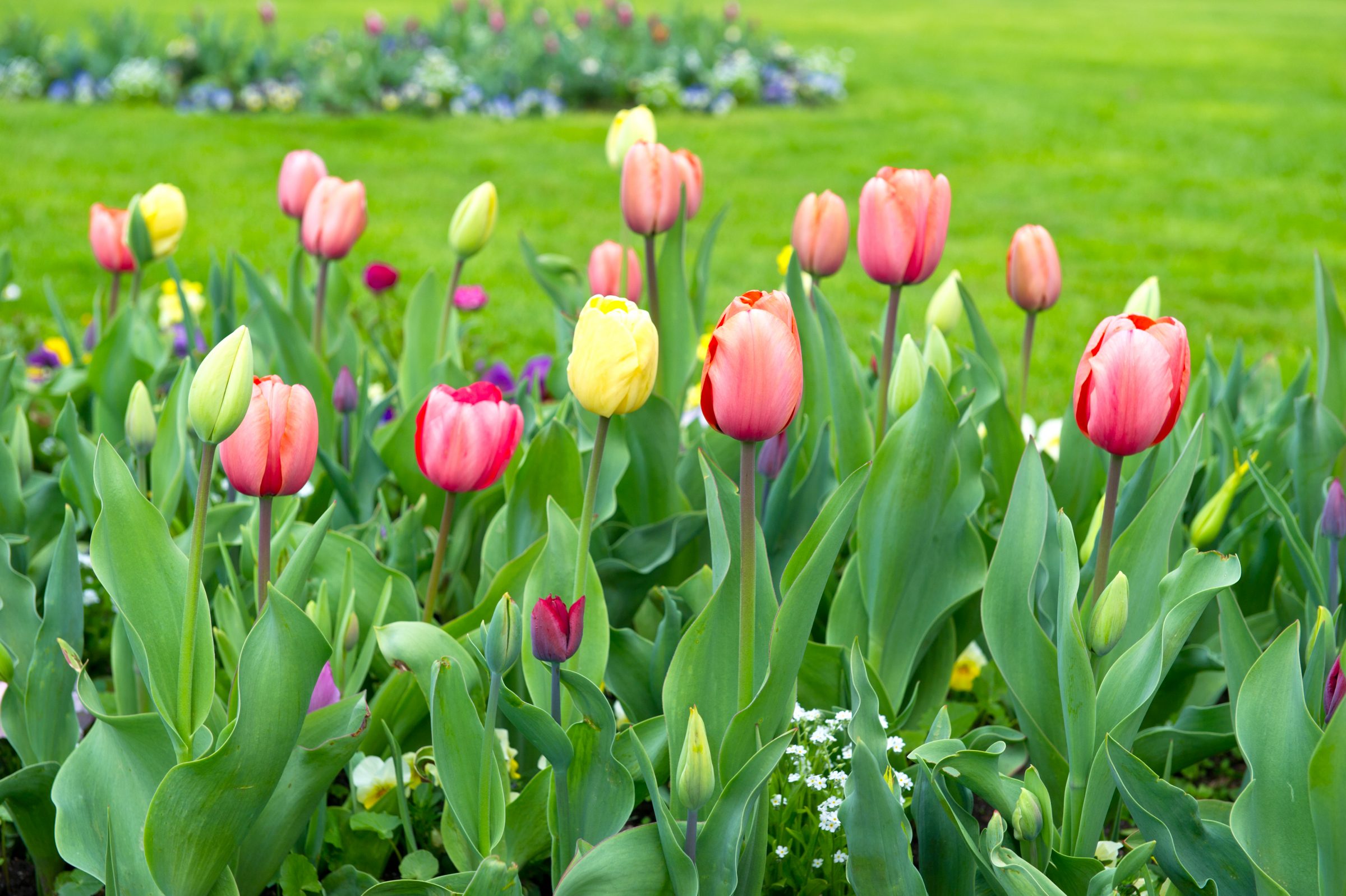 Colorful tulips blooming in a garden.