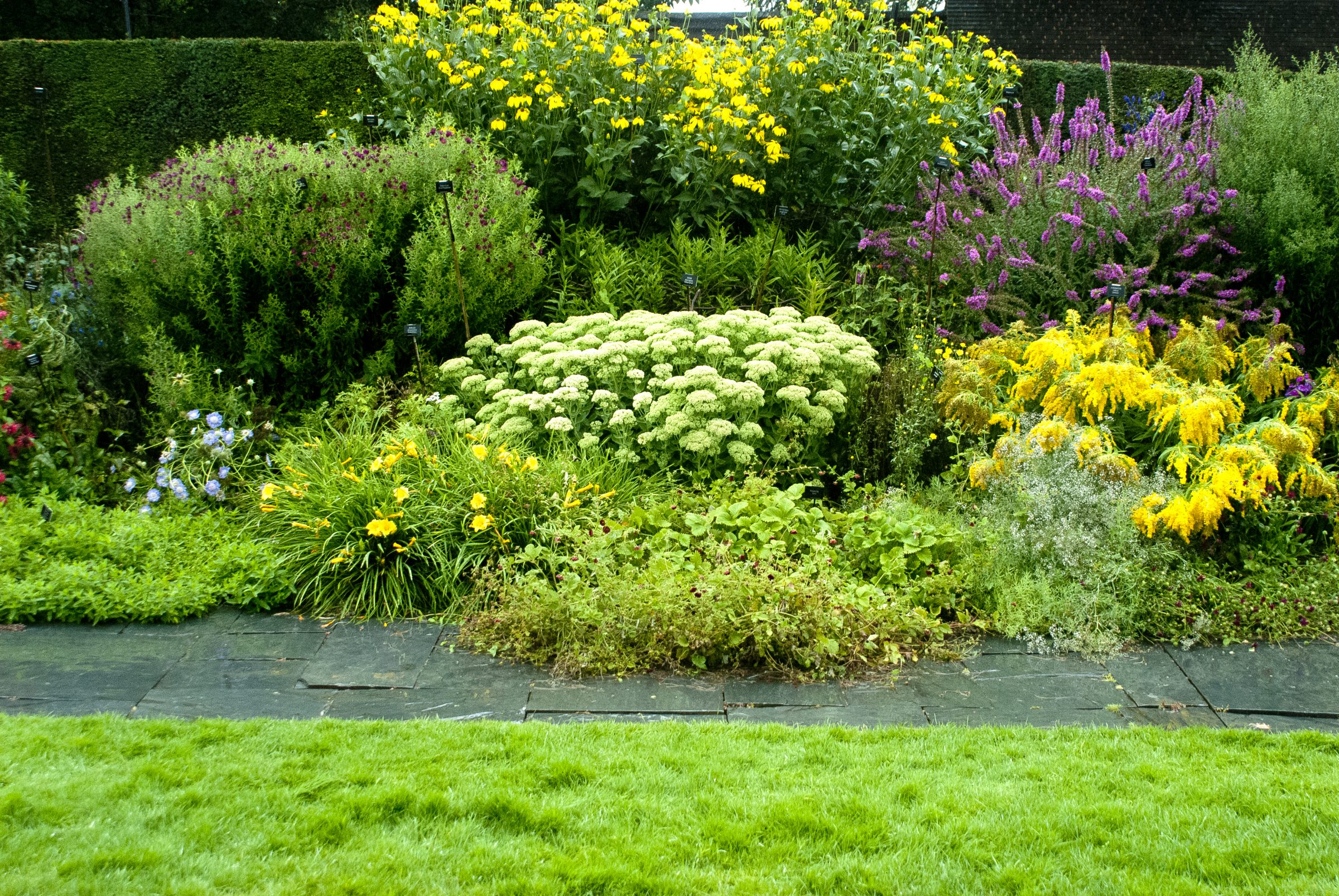 Colorful garden with yellow and purple flowers.