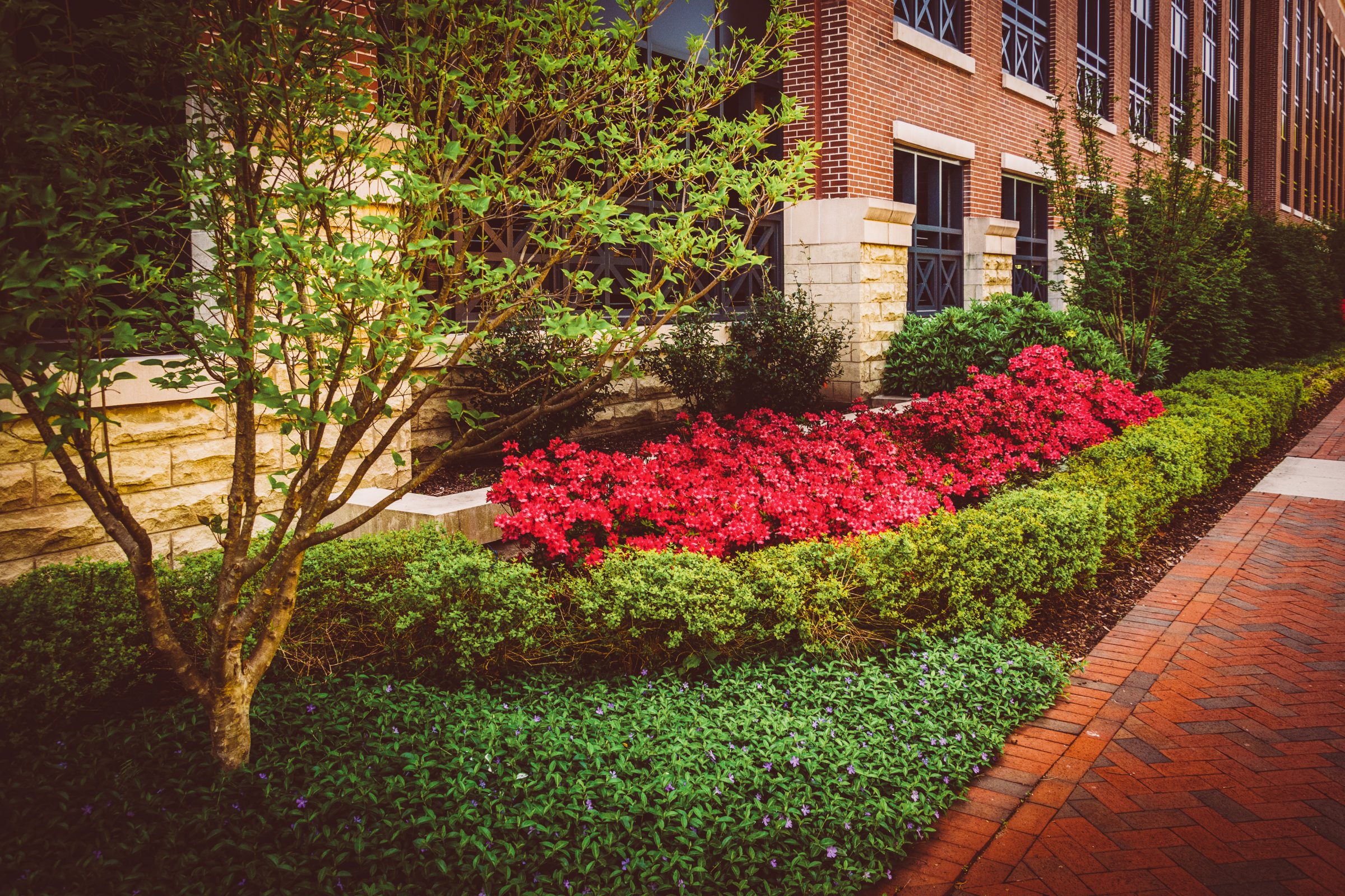 Beautiful garden with red flowers and green bushes.