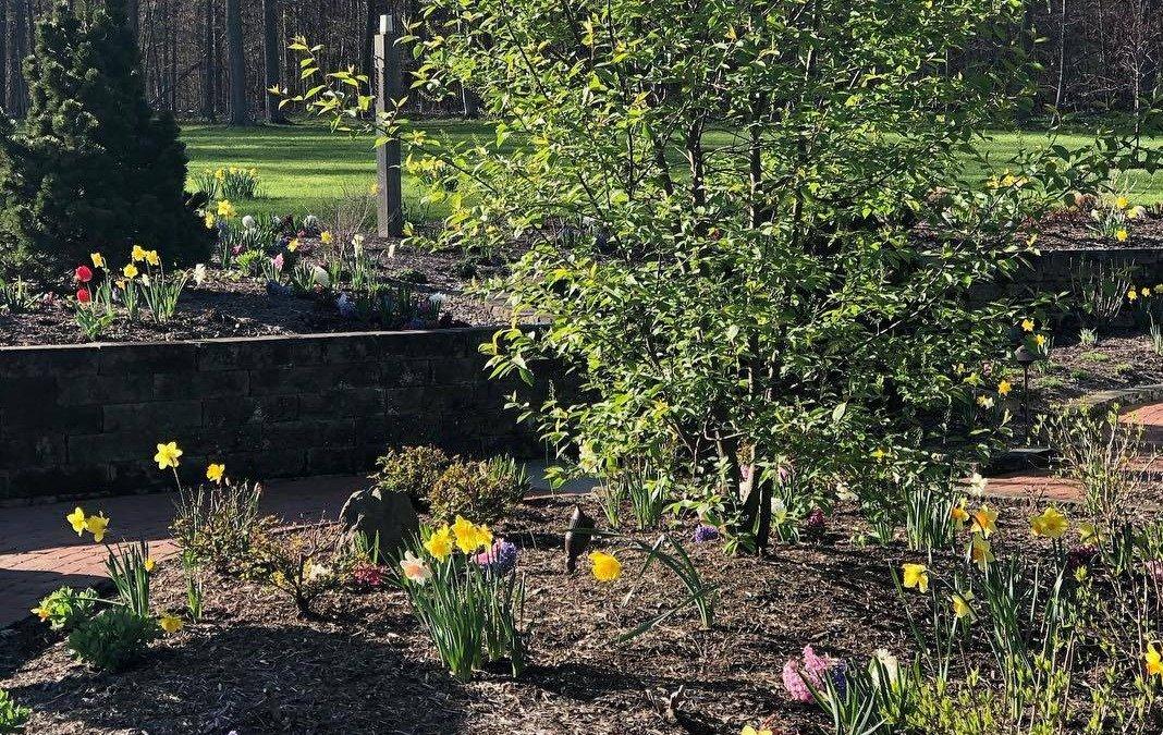 Vibrant garden with blooming flowers and green trees.